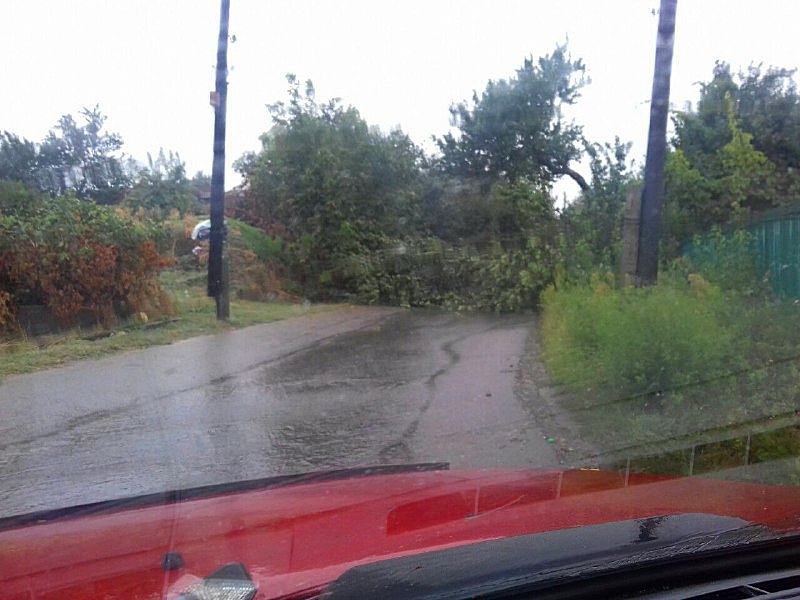 На улице Маяковского упало дерево 