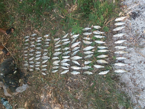 Рыбак поймал 100 экземпляров красноперки, чем нанес ущерб рыбному хозяйству 