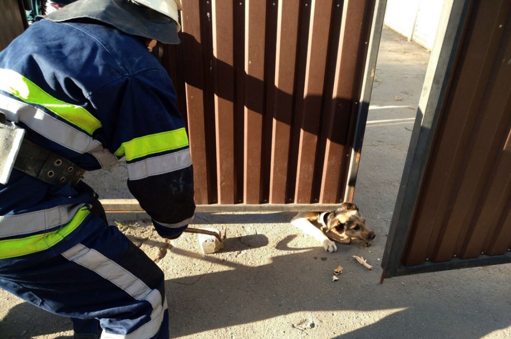 В Покрове бойцы ГСЧС спасли пса, который попал в ловушку