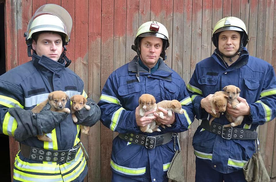 В Марганце спасатели ищут дом для семерых щенков 