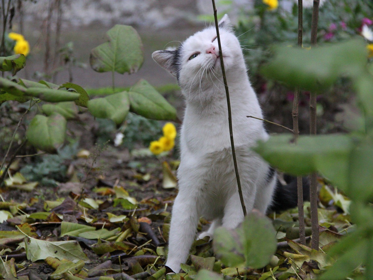 Красивый котик живет во дворе на улице Шевченко, 211