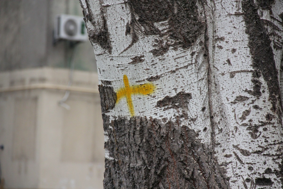 Аварийные деревья отмечены желтым крестом