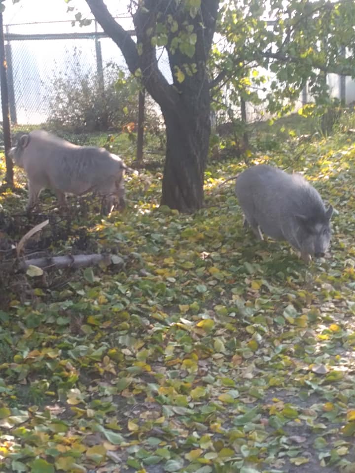 В Никополе запечатлели пару свиней, которая прогуливалась по городу 