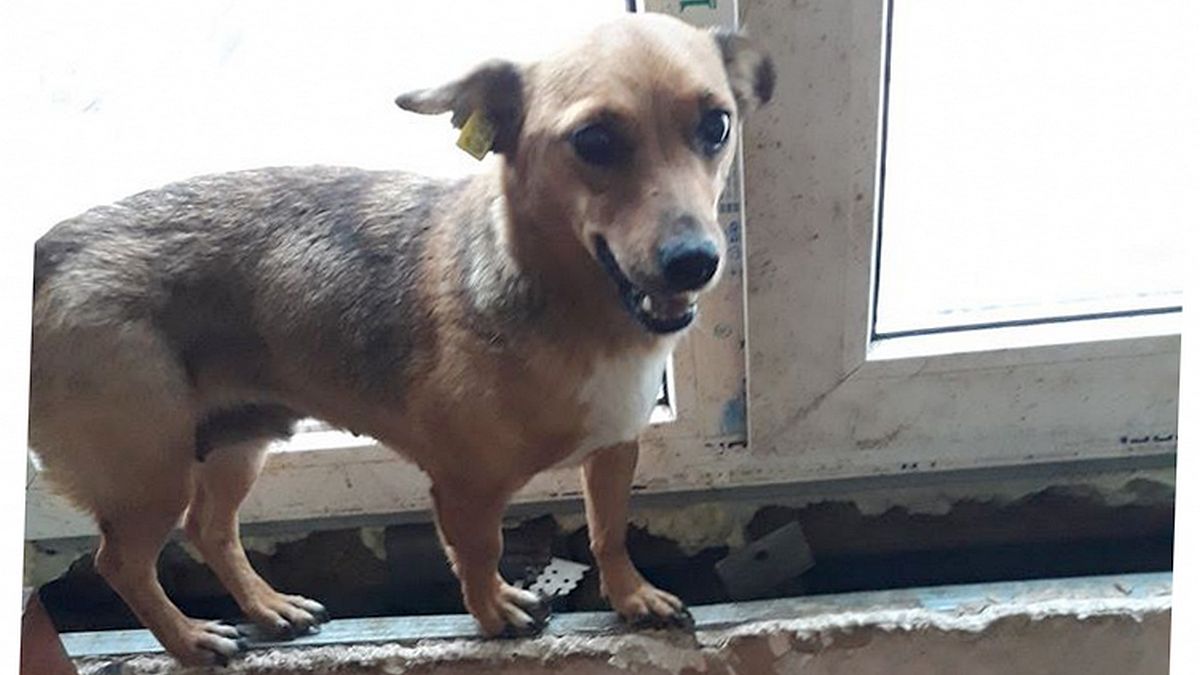 В Никополе мини-собачка по кличке Боня ищет дом 