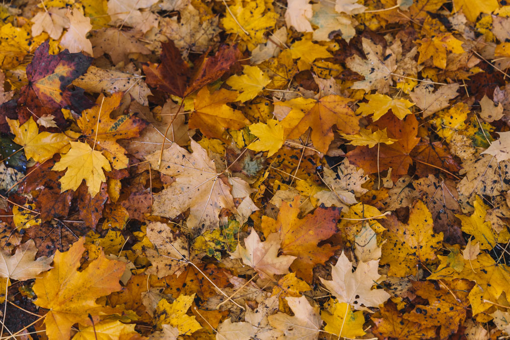 Осенью можно шуршать листьями и собирать разноцветные букеты