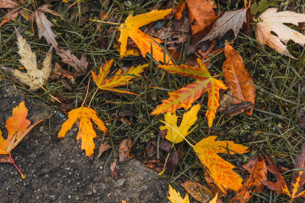 Осенний лист