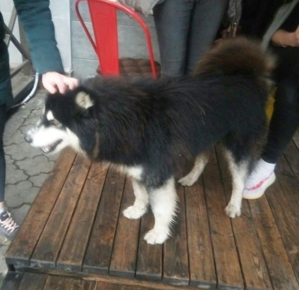 В Никополе ищу хозяина беспризорной собаки породы хаски 