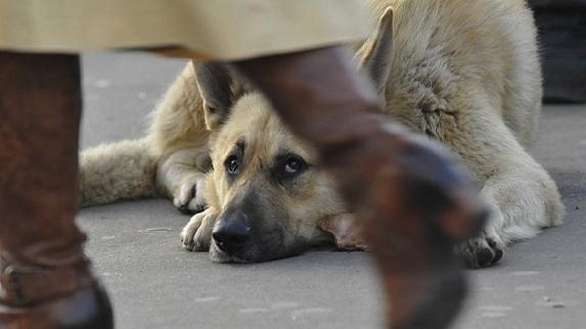 Догхантери вбивають собак у Нікополі
