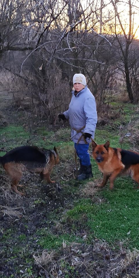 В Марганце две овчарки напали на рыбака