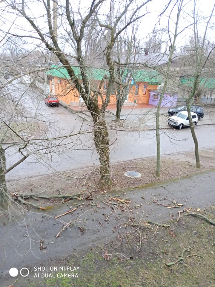 Аварийное дерево на улице Миронова