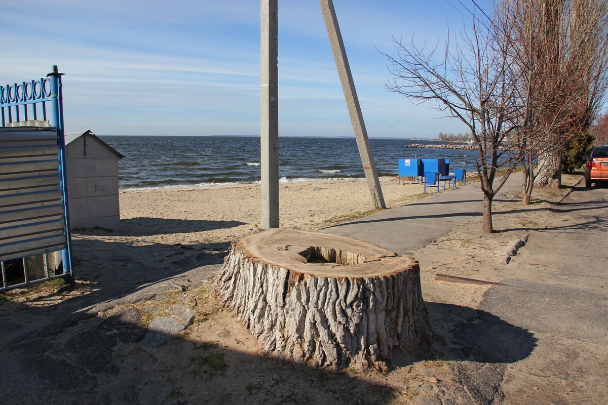 На пляже аварийные деревья убрали своевременно