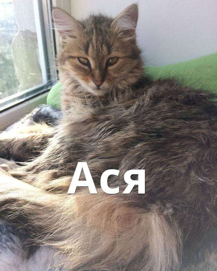 Кошка Ася