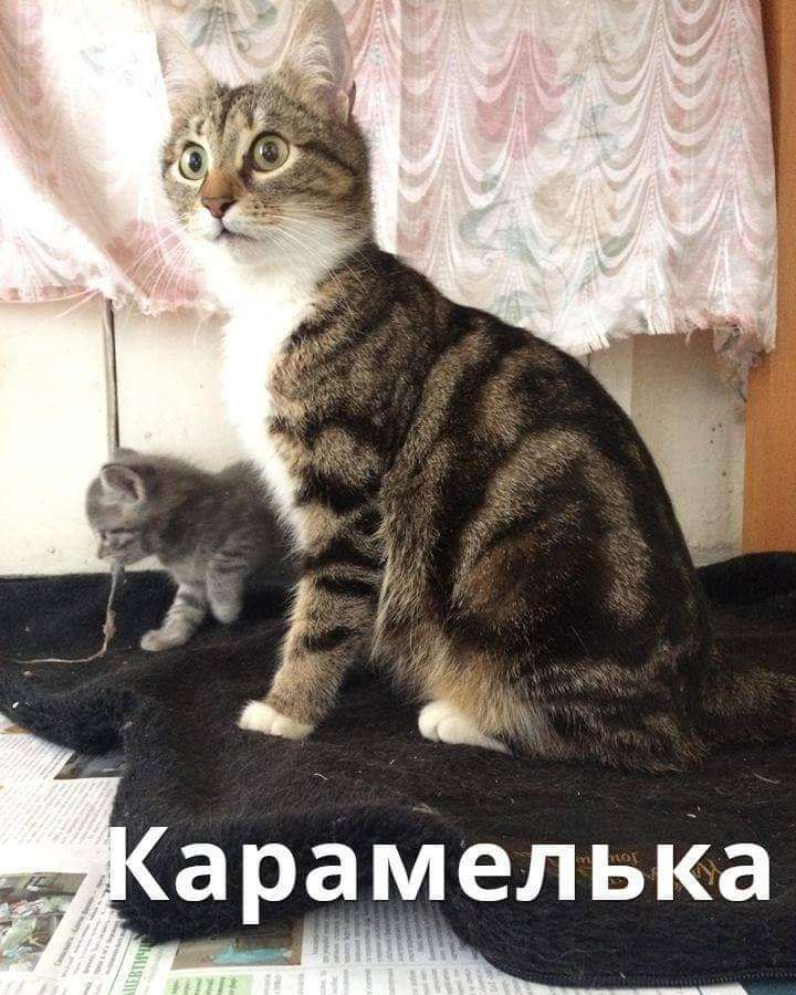 Кошка Карамелька