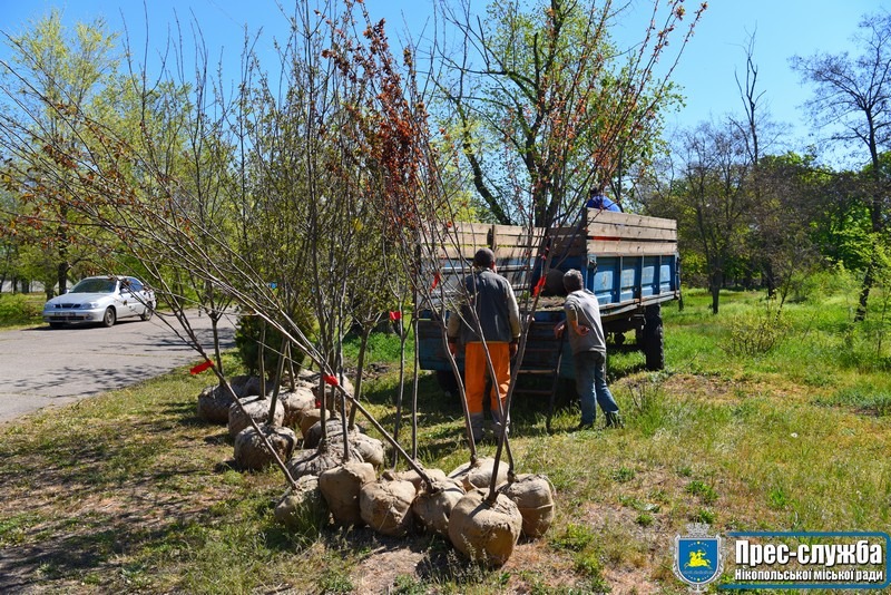 Высадят молодые деревья на сумму 988 500 гривен