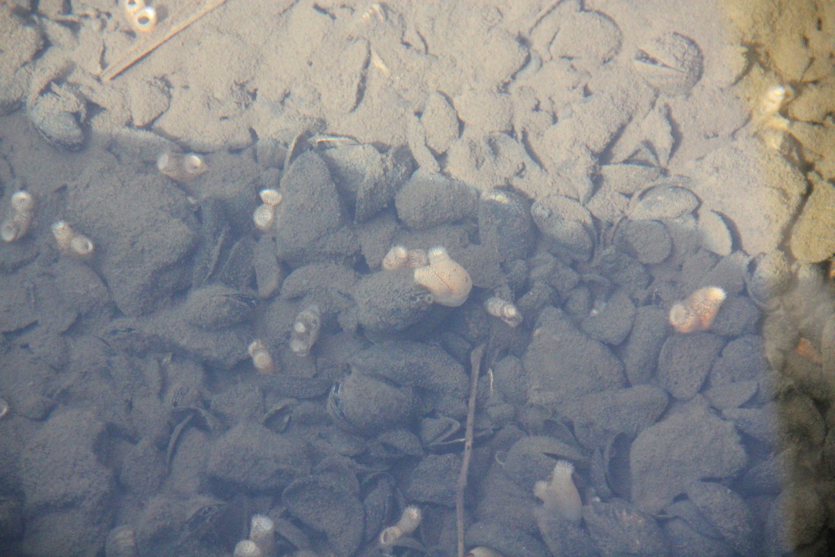 Живые моллюски в воде