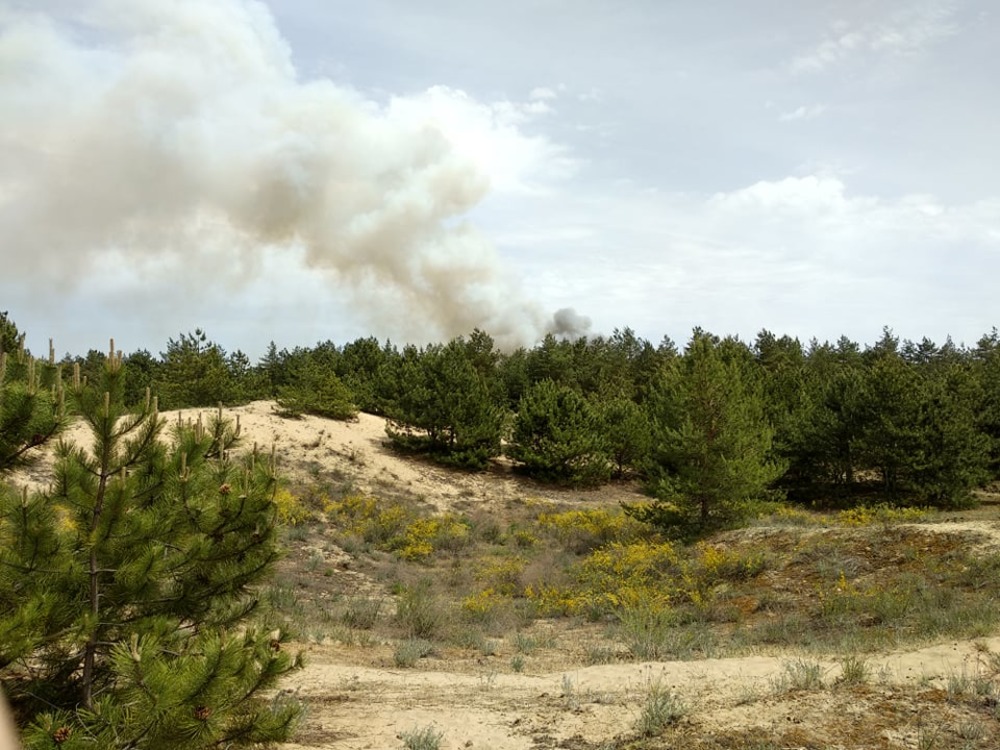В Энергодаре снова горит хвойный лес
