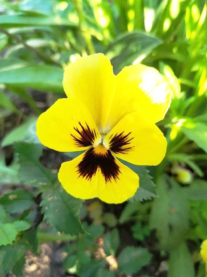 Сочный цветок 