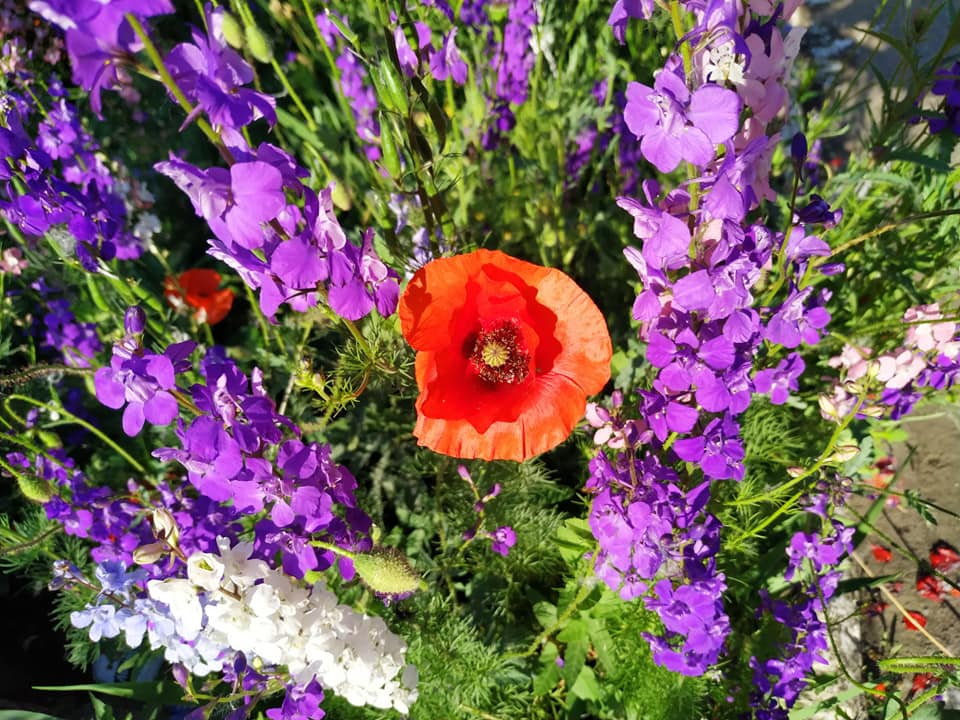 Цветочный оазис в одном из дворов Покрова 