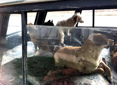 За май в Марганце выловили стерилизовали 22 бездомные собаки