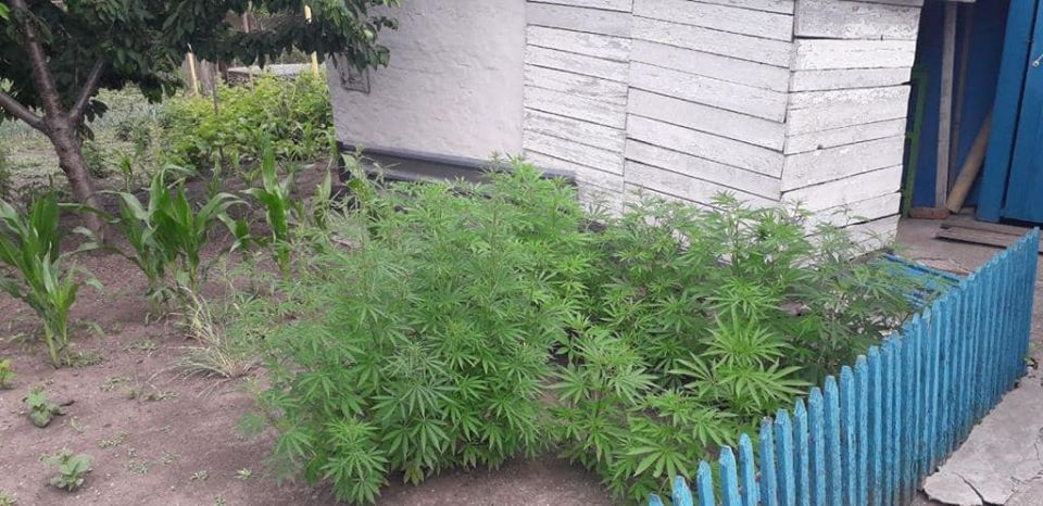 Как вырастить марихуану на открытом грунте варева из конопли
