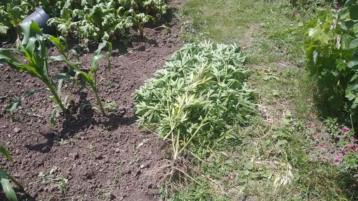 как посадить коноплю в огороде