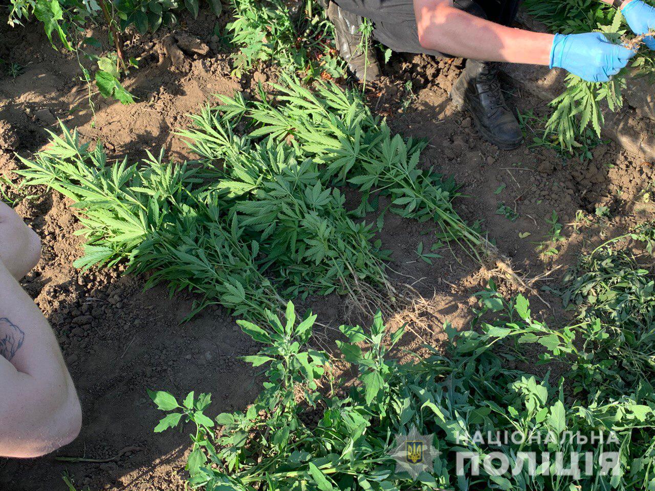 Житель Марганца на приусадебном участке выращивал 200 кустов конопли 