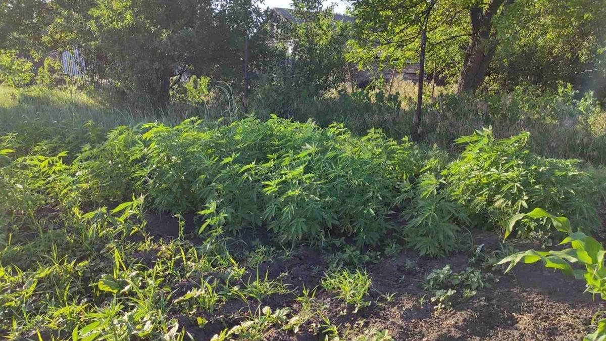 Выращивание конопли на приусадебном города марихуаны