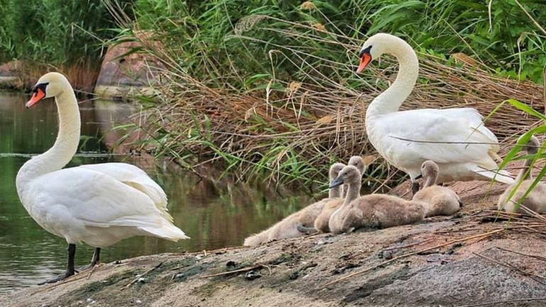 Фото белых лебедей на воде