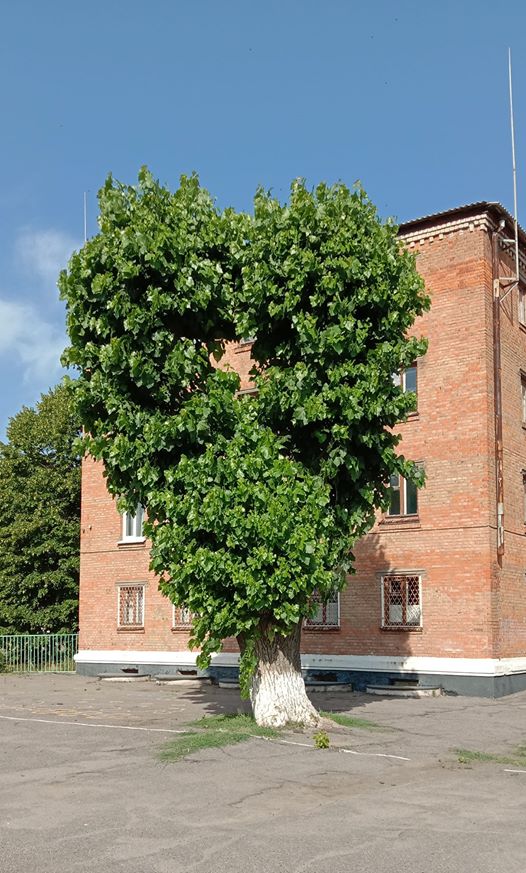 Дерево любви на территории гимназии № 15