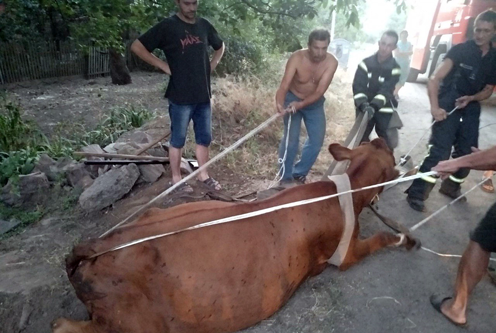 В Покрове спасатели освободили из ловушки корову