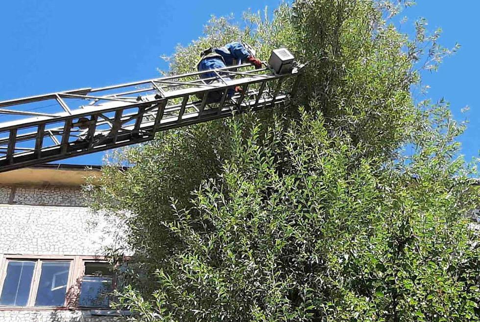 В Апостоловском районе спасатели сняли кота с 15-метрового дерева 