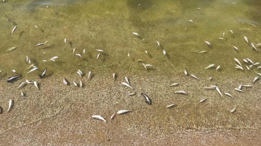 В Никополе гибнет рыба из-за жары 