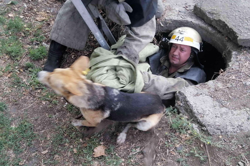 В Покрове спасатели вытащили собаку из канализационного люка 