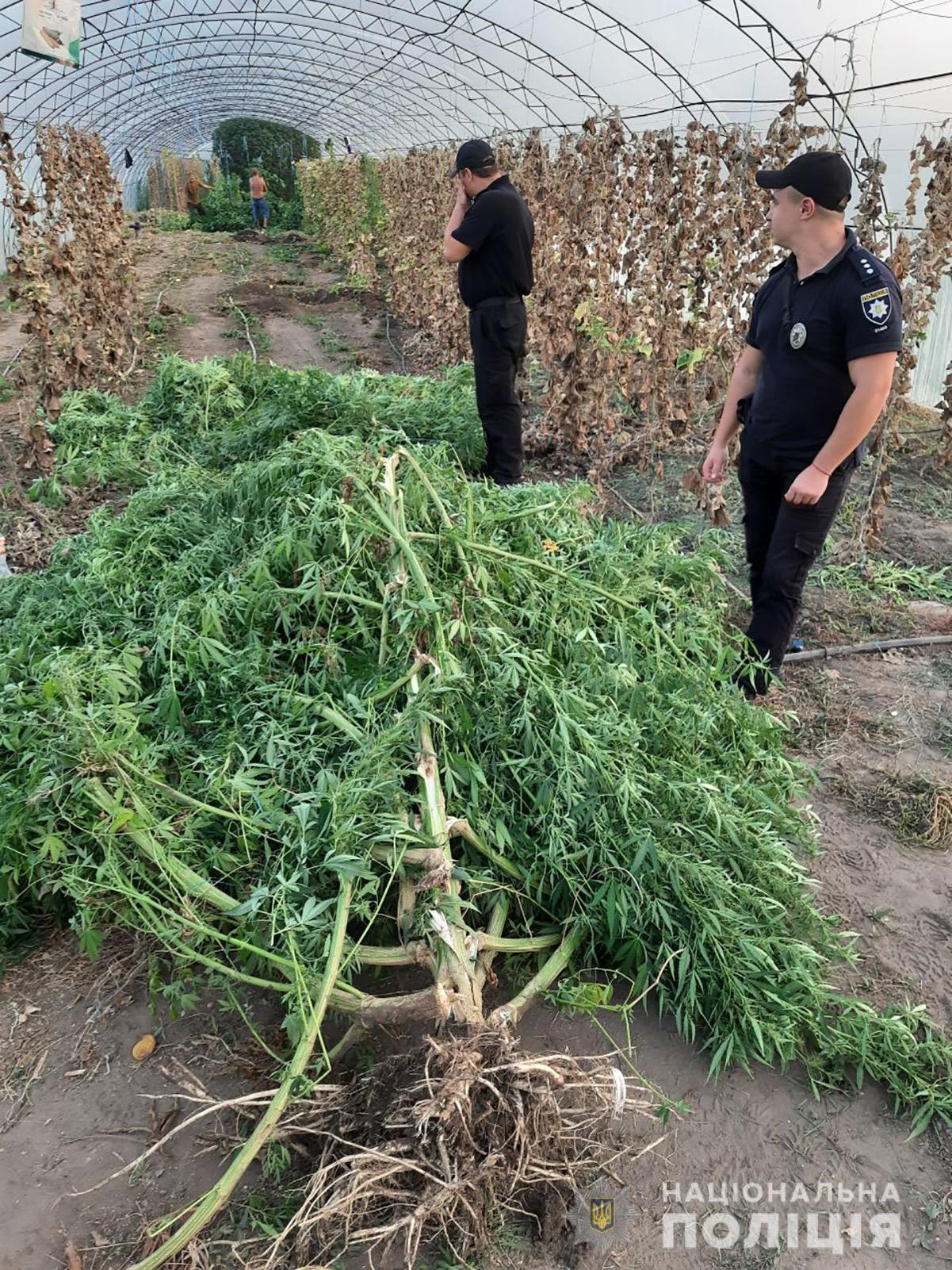 Возле Энергодара пенсионерка в теплице с огурцами выращивала коноплю размером с деревья