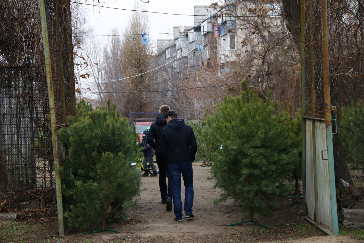 Жители Никополя в поисках своей идеальной елки 