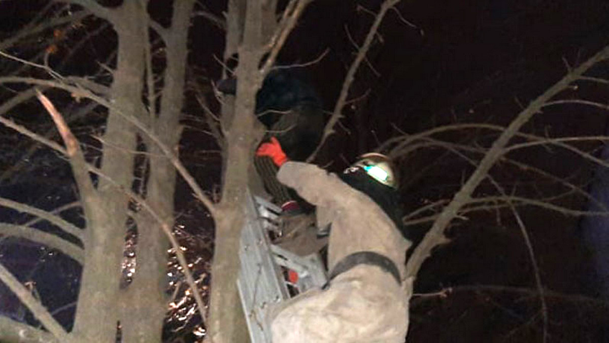 В Покрове спасатели сняли с дерева 12-летнего мальчика, который спасал кошку 
