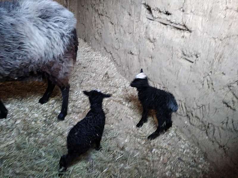 На ранчо на свет появились две овечки
