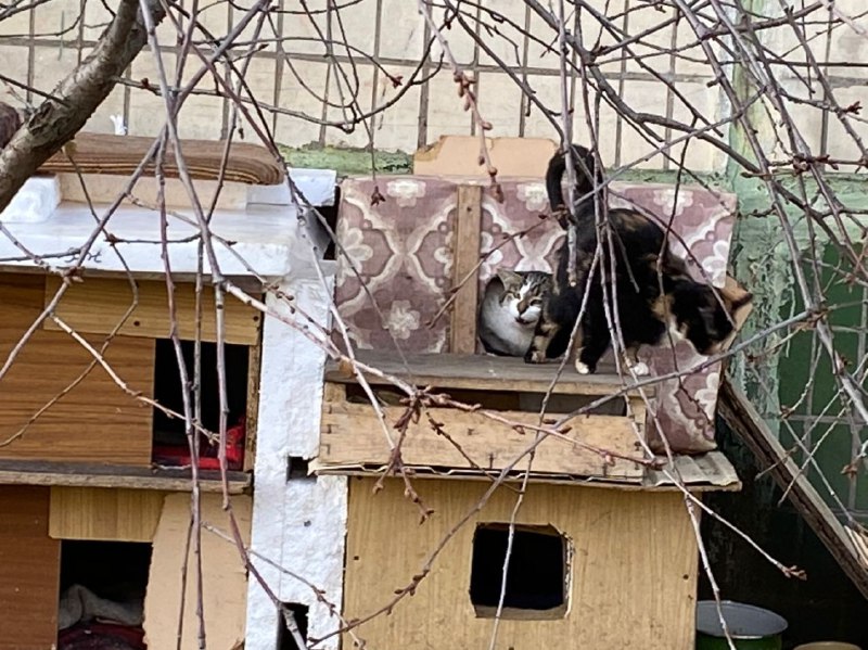 Поселення бездомних котів у Нікополі 