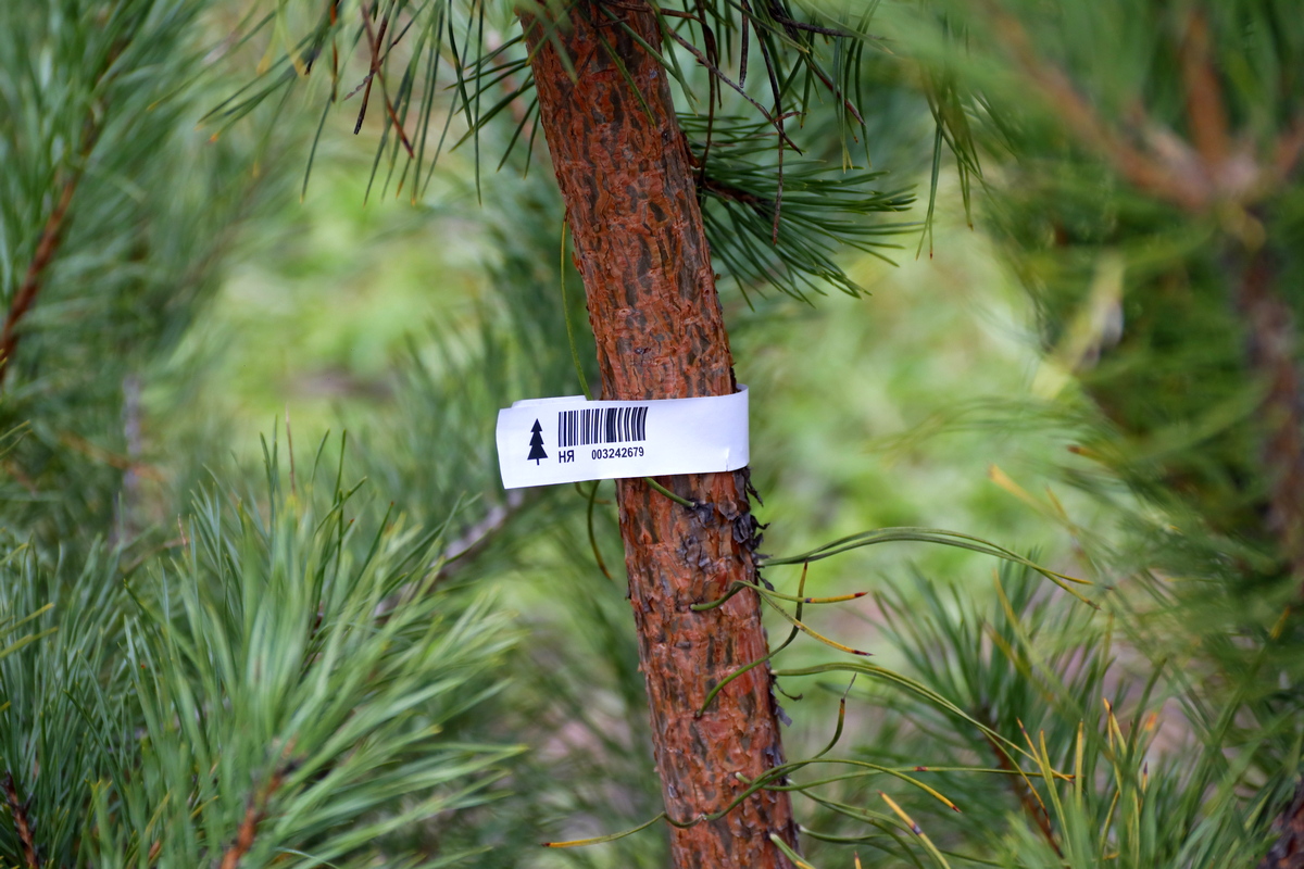 Этикетки с номером и кодом, по которому и можно определить легальность происхождения дерева