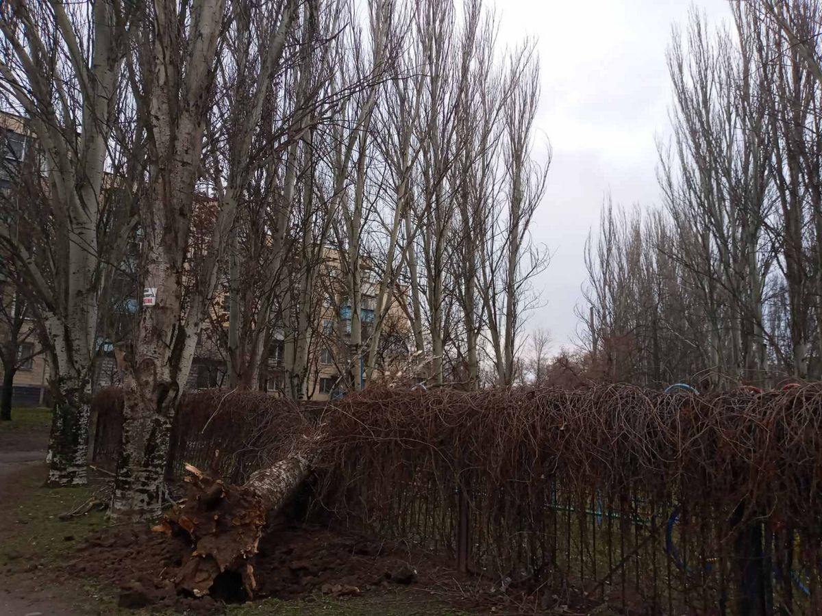 Сухой тополь упал на территорию детского сада. Февраль 2021 год
