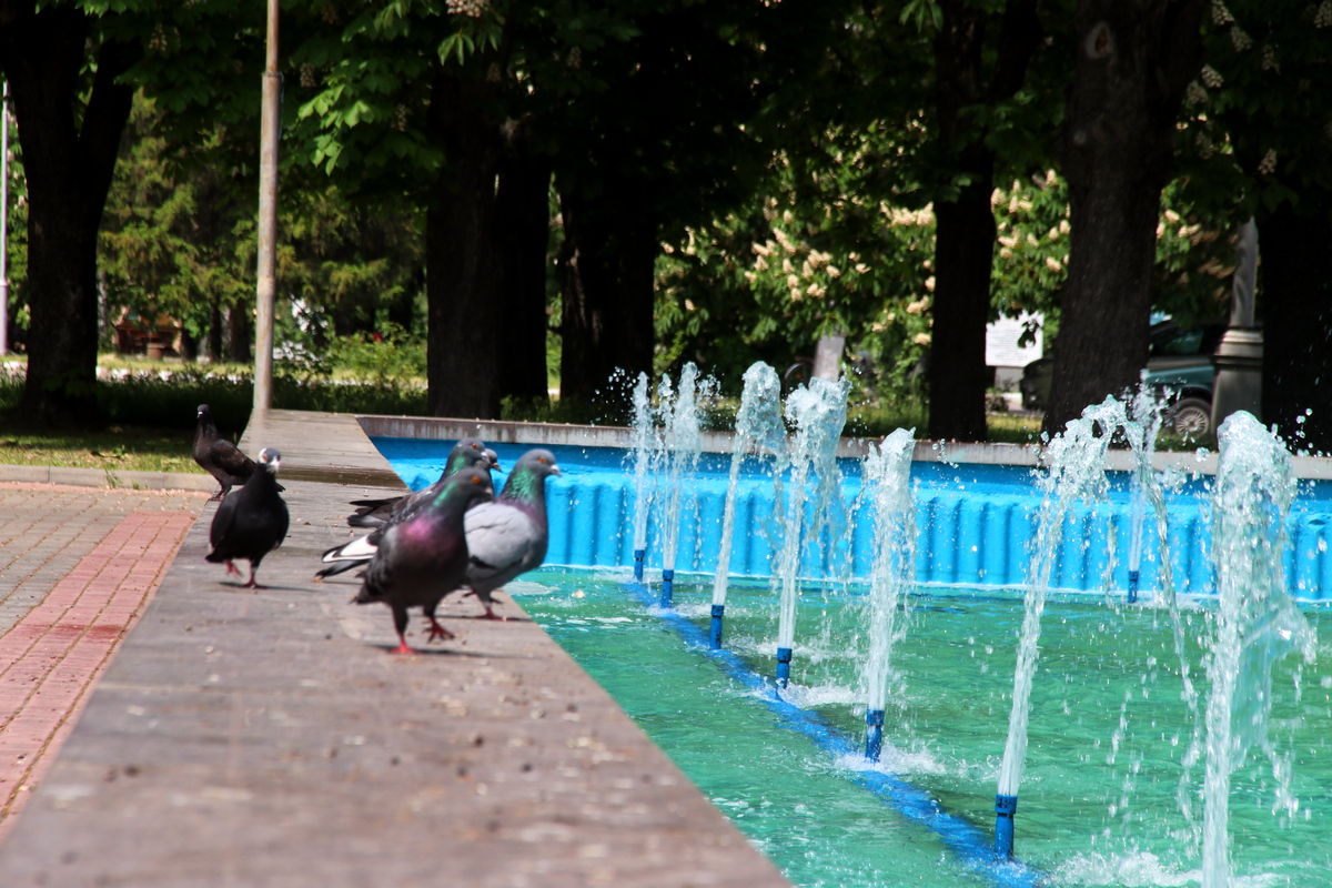 Птички тоже рады фонтану