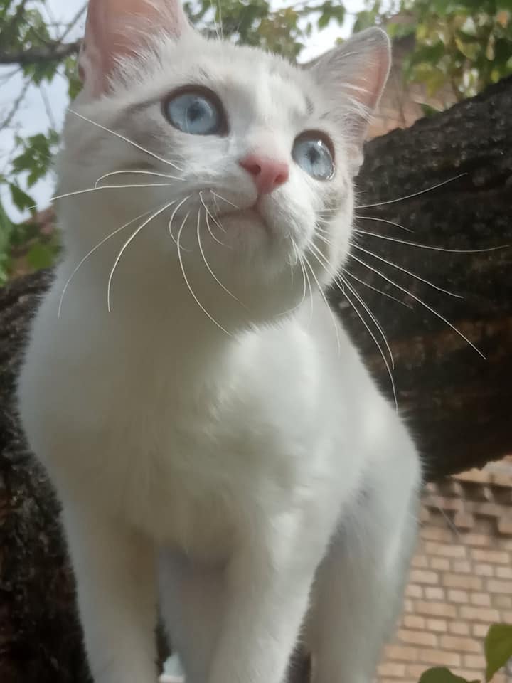 В Никополе тайская кошка-метис ищет новый дом