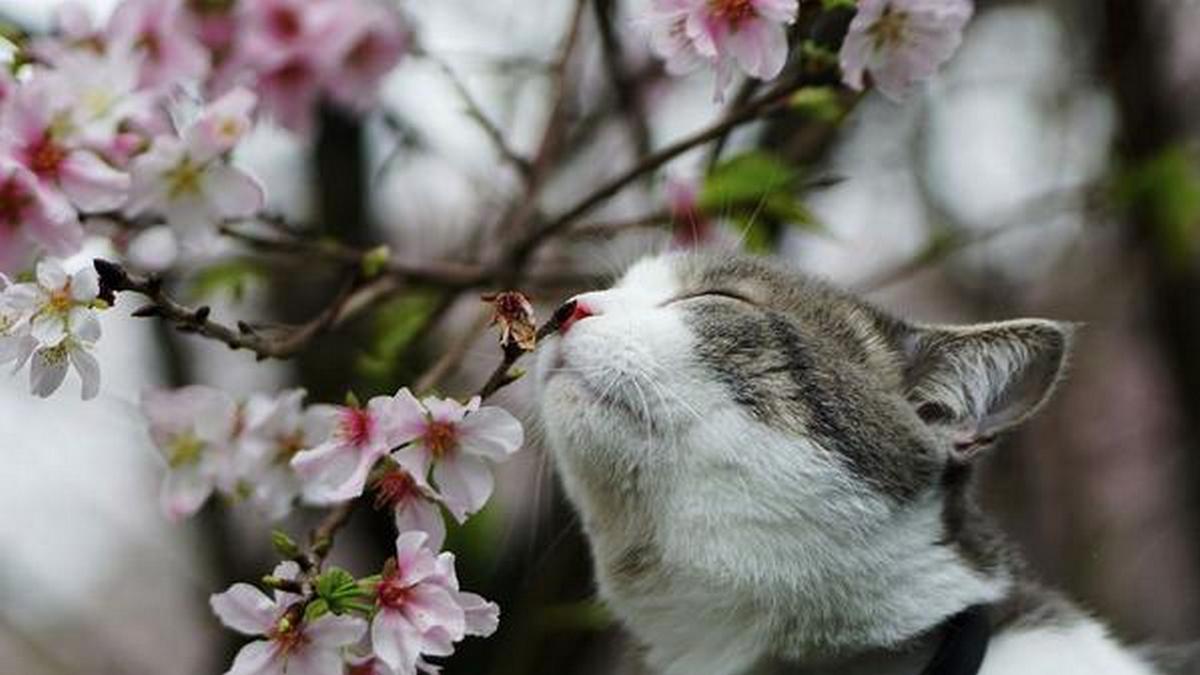 Кот нюхает весну