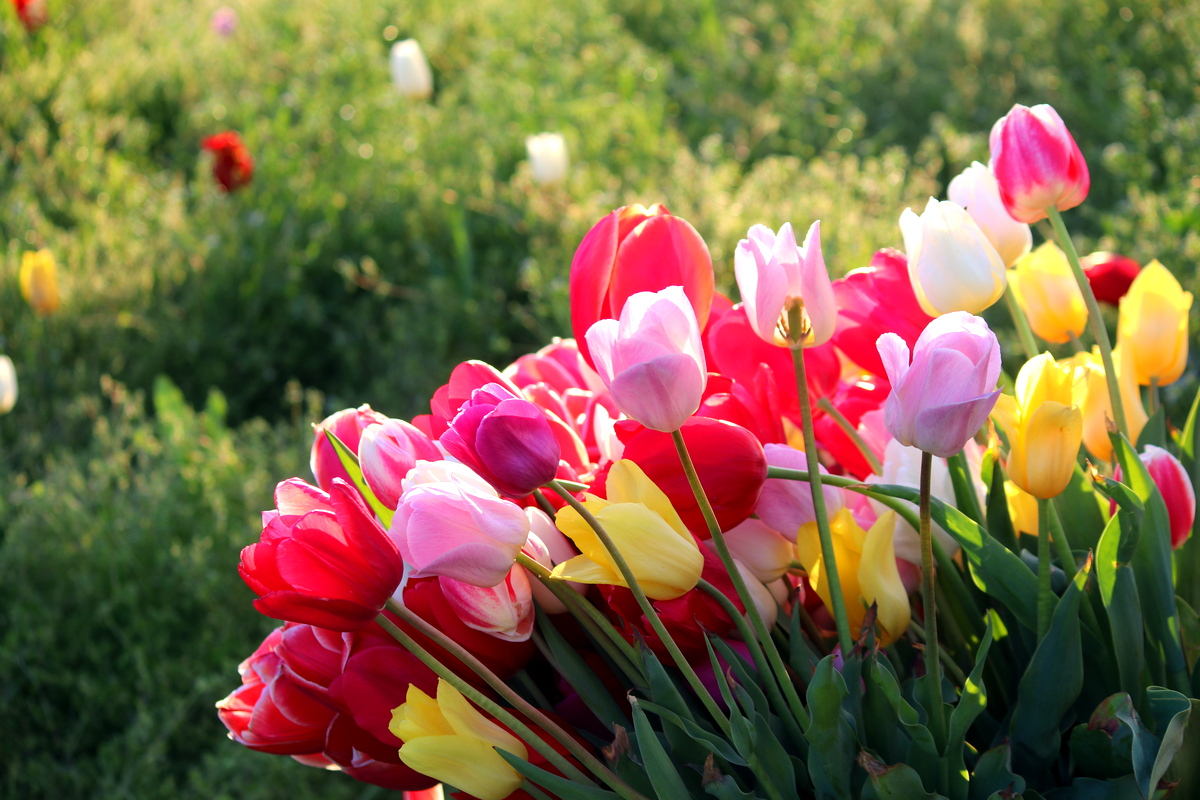 Среди желанных весенних подарков, по нраву тюльпаны мне красок ярких 