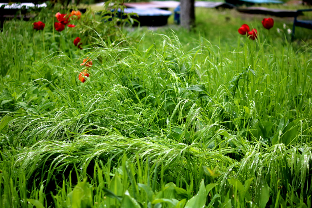 Самая зеленая трава в Никополе 