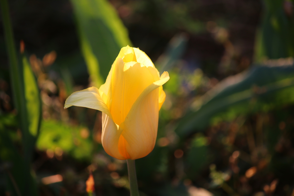 Желтые тюльпаны невероятны 