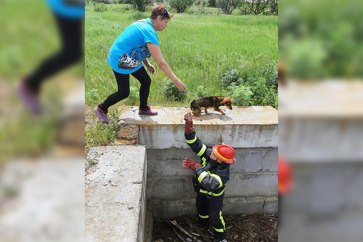 В Апостоловском районе бойцы ГСЧС спасали двух щенков 
