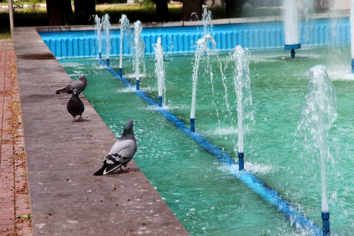 Голуби - частые гости у фонтана 