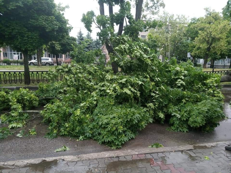 Упавшее дерево на проспекте Трубников