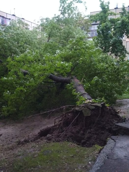 Зеленое дерево вырвало с корнем на улице Шевченко